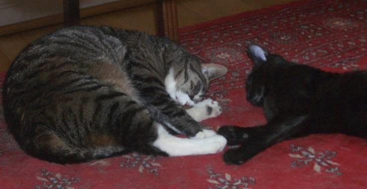 Huskat Emil (kælenavn Mille) - død oktober 2018 - Emil sover gerne sammen med nogen billede 1