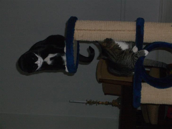 Huskat Emil (kælenavn Mille) - død oktober 2018 - Måske skulle vi bølle lidt billede 2