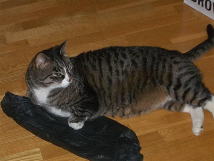 Huskat Emil (kælenavn Mille) - død oktober 2018 - Silkepapir er bare så godt billede 3