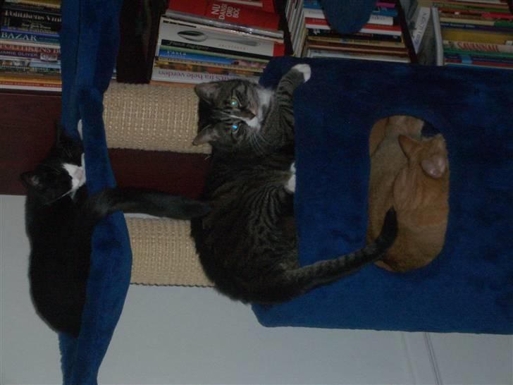 Huskat Emil (kælenavn Mille) - død oktober 2018 - Familetræf i kattemiljøet billede 4