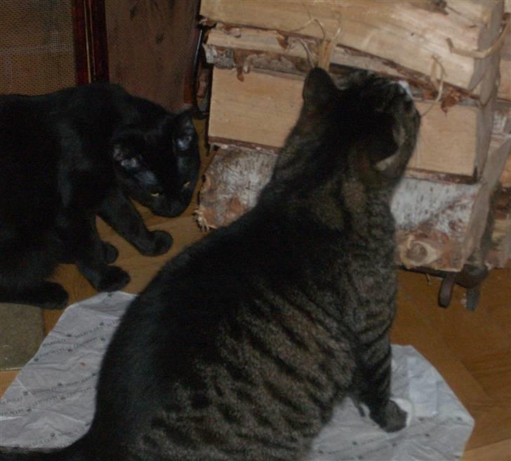 Huskat Emil (kælenavn Mille) - død oktober 2018 - På opdagelse sammen med Beethoven billede 5