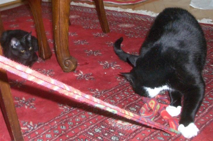 Huskat Schubert (kælenavn Bubbe) - død november 2018 - Et stort legebarn billede 2