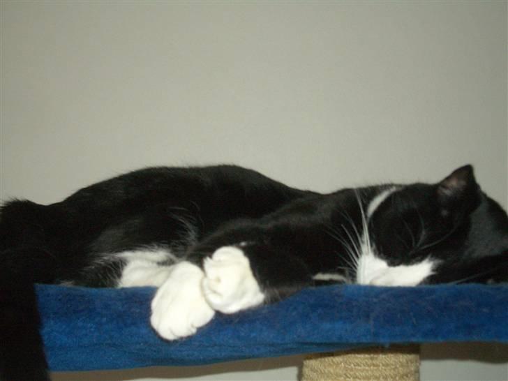 Huskat Schubert (kælenavn Bubbe) - død november 2018 - Han ligner en engel når han sover i hængekøjen billede 5
