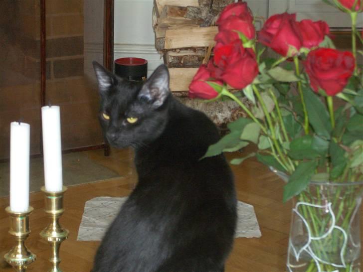 Huskat Beethoven (kælenavn Baby) - død april 2015 - Beethoven kan godt lide blomster billede 1