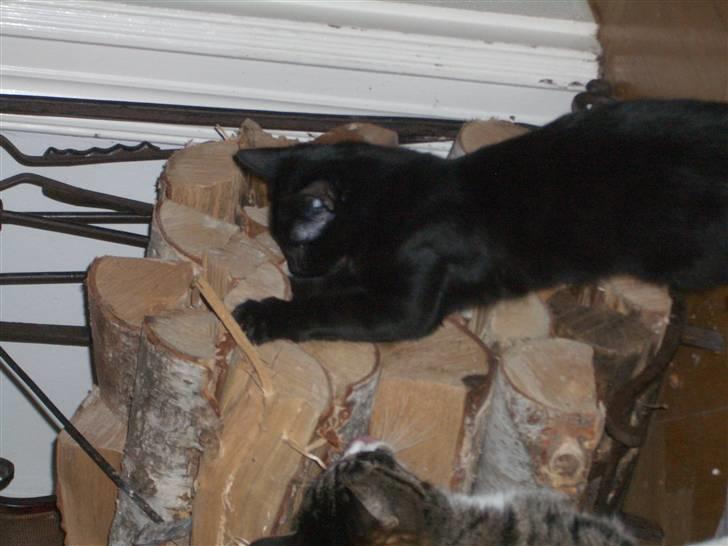 Huskat Beethoven (kælenavn Baby) - død april 2015 - Beethoven på opdagelse billede 2