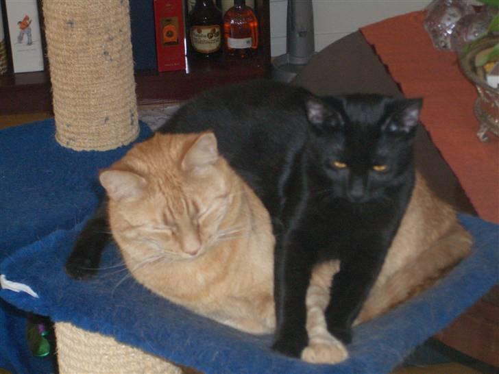 Huskat Beethoven (kælenavn Baby) - død april 2015 - Det er bedst at ligge oven på Tiger billede 3