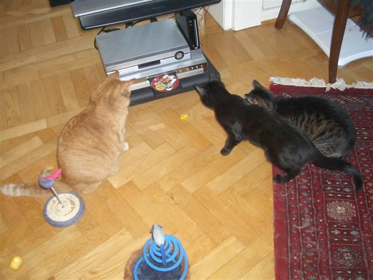 Huskat Beethoven (kælenavn Baby) - død april 2015 - DVD´en er meget spændende synes vi billede 4