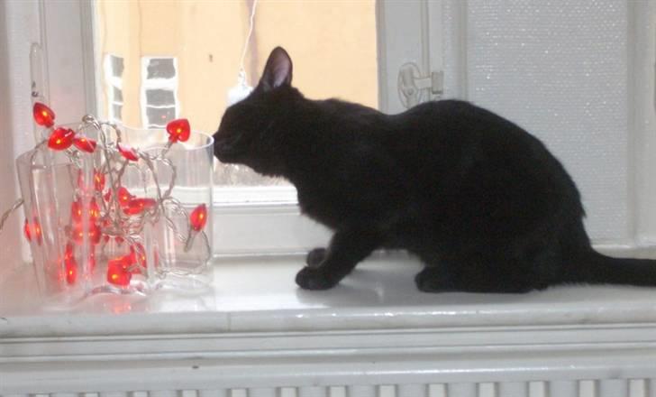 Huskat Beethoven (kælenavn Baby) - død april 2015 - Måske kan de spises billede 5