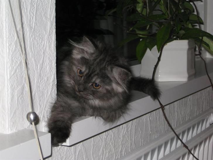 Blanding af racer Manze - Smukke Manze billede 1