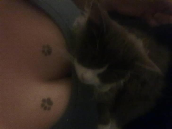Maine Coon Akia Jr. <3 billede 3