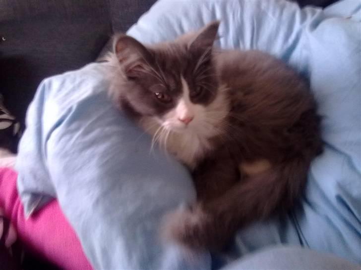 Maine Coon Akia Jr. <3 billede 4