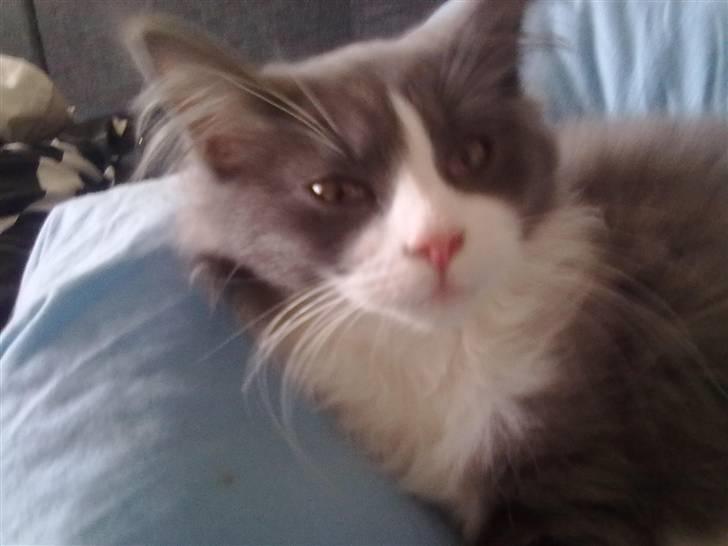 Maine Coon Akia Jr. <3 billede 5