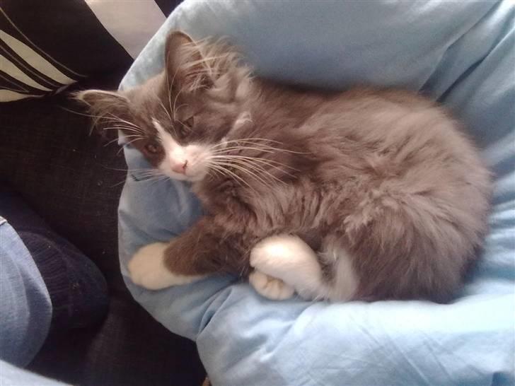 Maine Coon Akia Jr. <3 billede 6