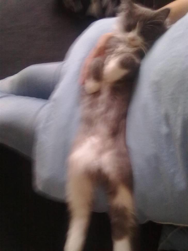 Maine Coon Akia Jr. <3 billede 7