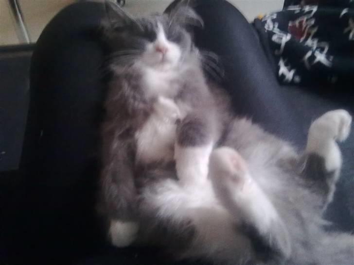 Maine Coon Akia Jr. <3 billede 8