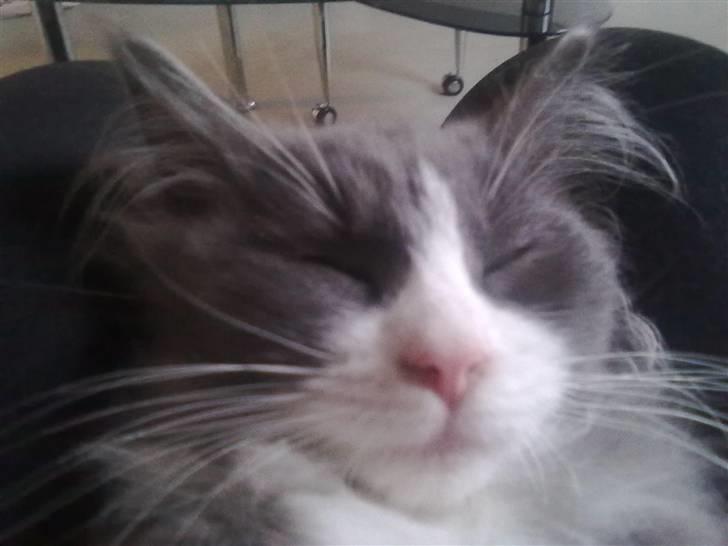 Maine Coon Akia Jr. <3 billede 9