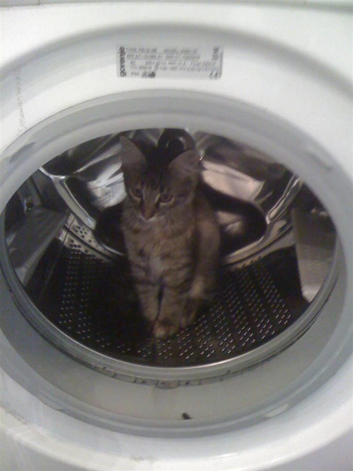 Maine Coon Cille - Cille er kravlet ind i vaskemaskinen:) billede 11