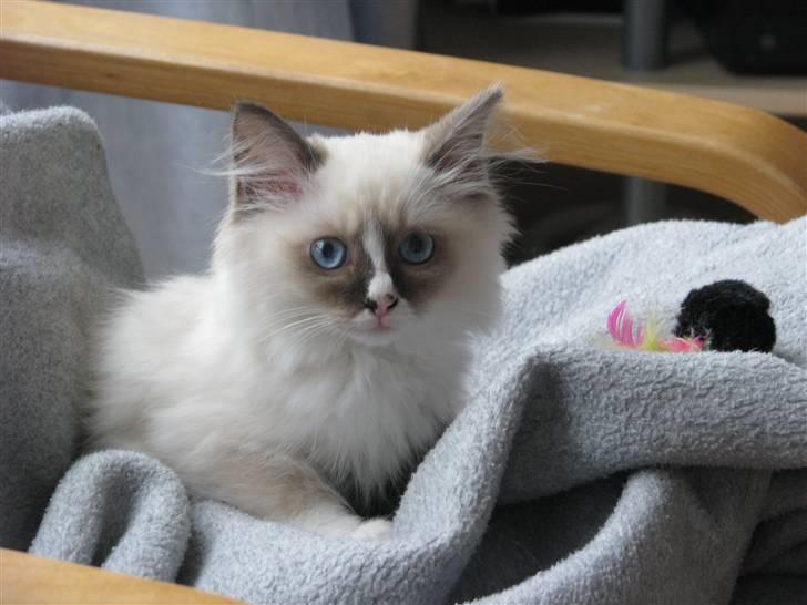Ragdoll Odessa billede 3