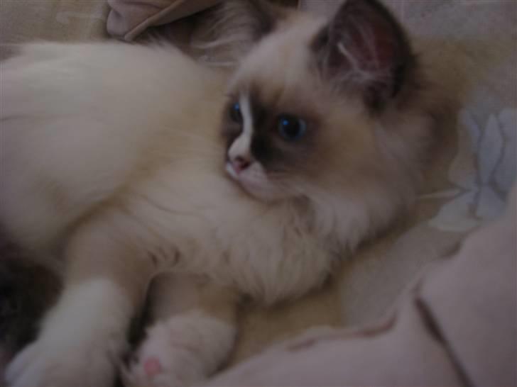 Ragdoll Odessa billede 8