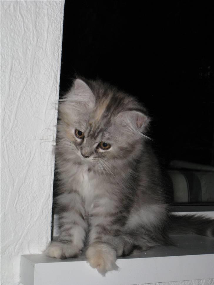 Blanding af racer Juicy - Kønne Juicy billede 1