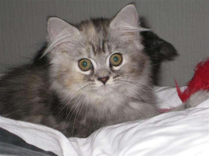 Blanding af racer Juicy - Klar, det er jeg altid.. billede 2