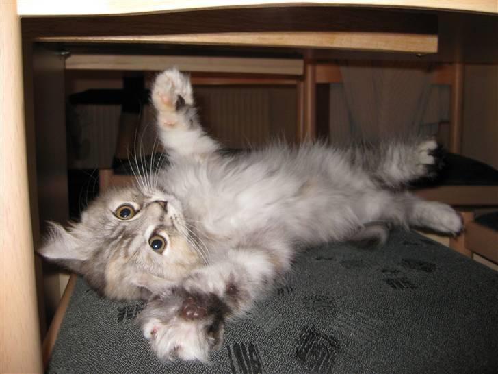 Blanding af racer Juicy - Jeg er så dejlig billede 3