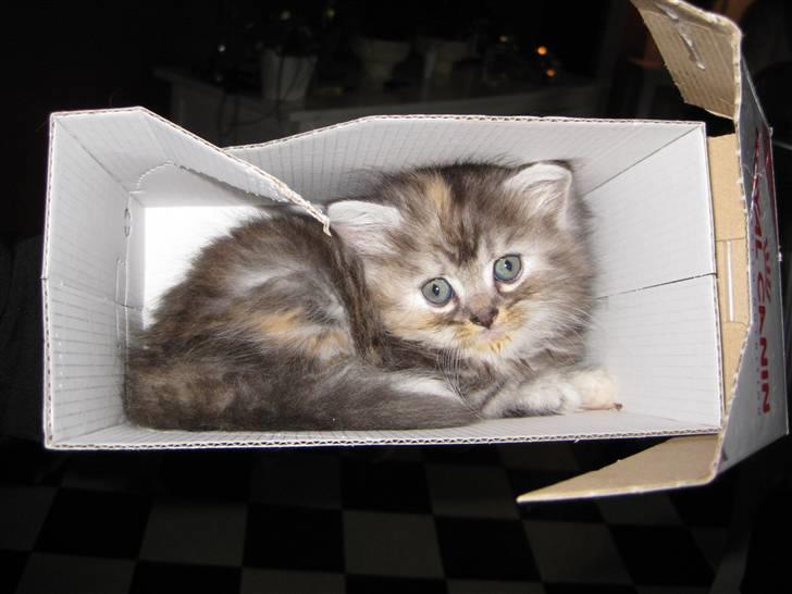 Blanding af racer Juicy - Her er jeg ikke større end jeg passer ind i små papkasser... billede 4