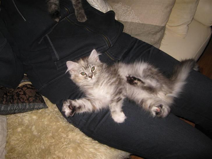 Blanding af racer Juicy - Mors hyggemis billede 5