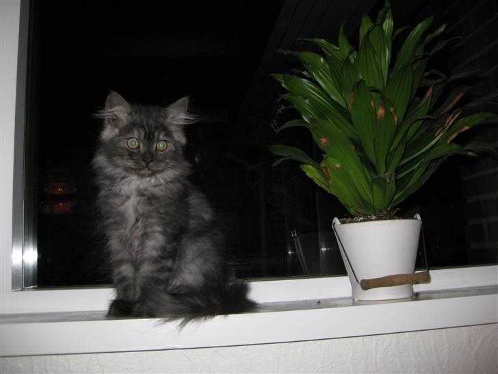 Blanding af racer Manze - Jeg er da dejlig ikk ? billede 2