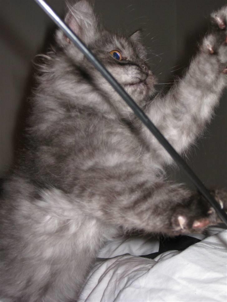 Blanding af racer Manze - Manze leger billede 3