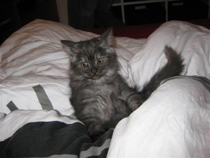 Blanding af racer Manze - Bare kom an jeg er klar.... billede 4