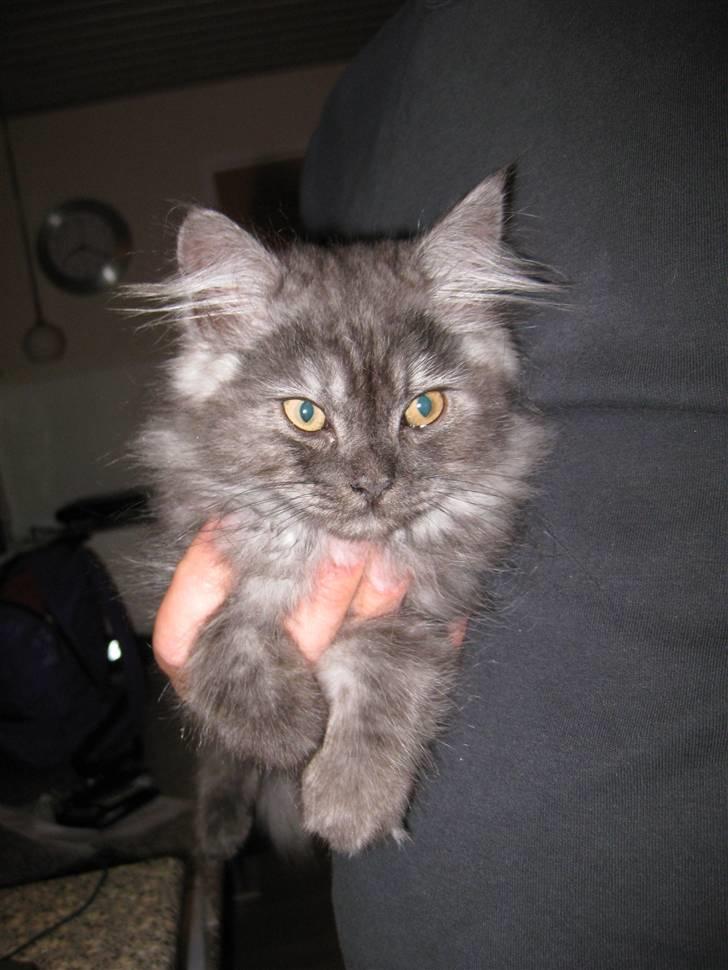 Blanding af racer Manze - Elsker at ligge på armen mens far er i køkkenet billede 5