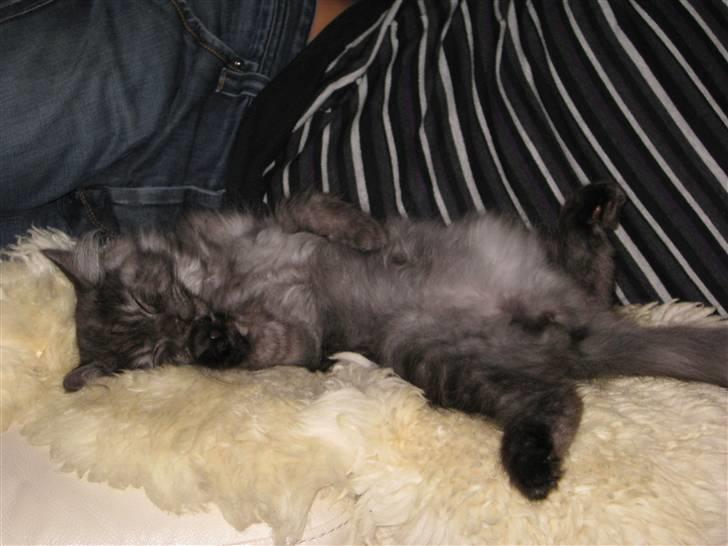 Blanding af racer Manze - Far og jeg som vi er bedst, nemlig på sofaen... billede 6