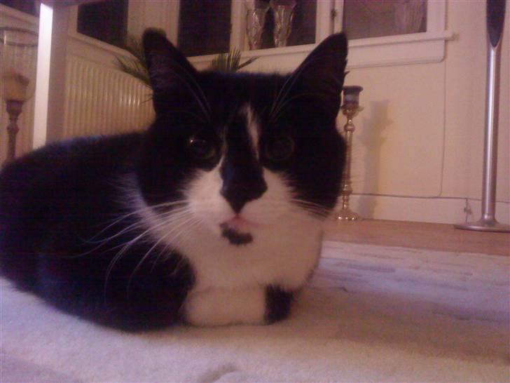 Huskat Felix billede 4