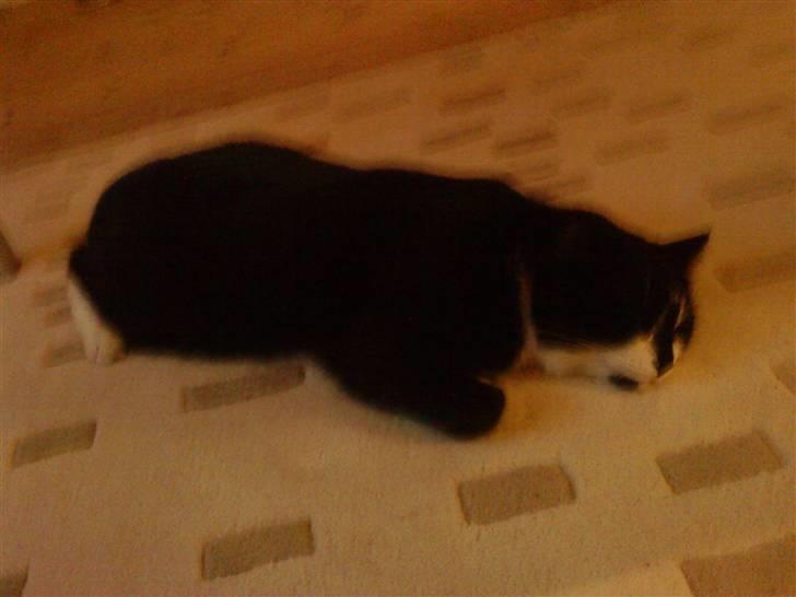 Huskat Felix - man tar sig lige en lur.. Zzzz billede 5