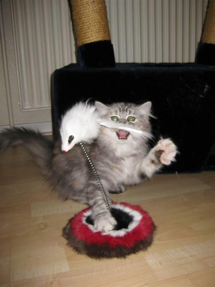 Blanding af racer Juicy - Killer Juicy billede 6