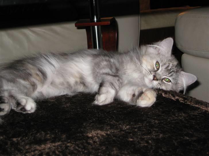 Blanding af racer Juicy - Tager mig en slapper billede 7