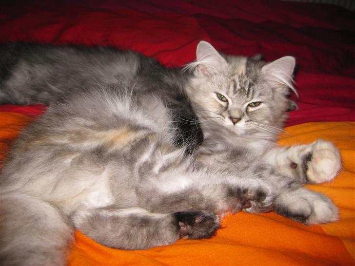 Blanding af racer Juicy - Elsker at ligge i ske med brormand i sengen billede 8