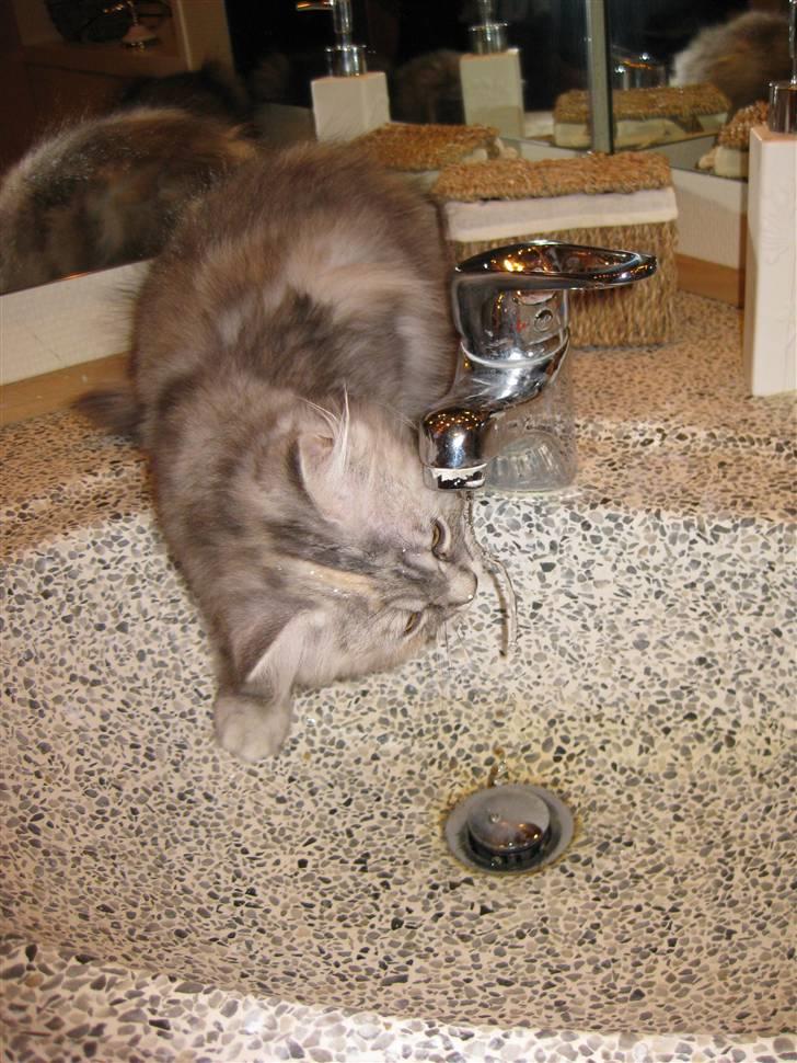 Blanding af racer Juicy - Hobby: at lege med vand billede 9