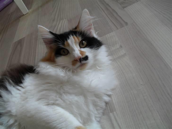 Norsk Skovkat Na'Zyia´s Marilyn Monroe billede 14