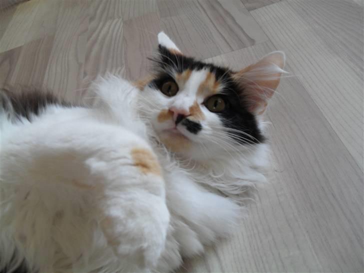 Norsk Skovkat Na'Zyia´s Marilyn Monroe billede 15