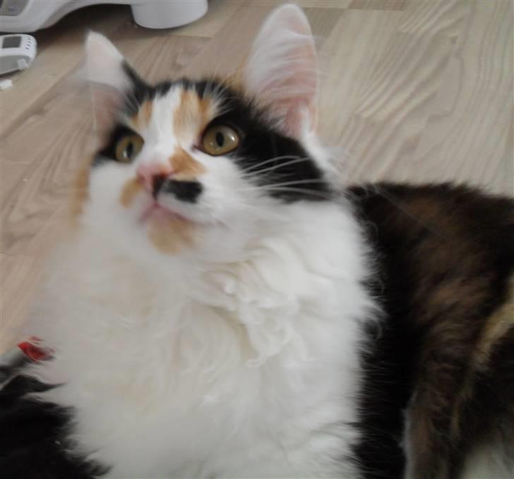 Norsk Skovkat Na'Zyia´s Marilyn Monroe billede 16