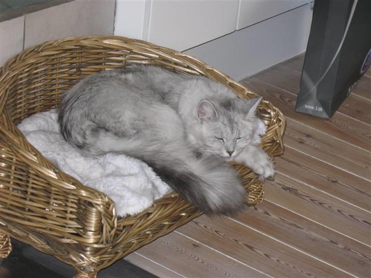 Blanding af racer Tess - ,,Uhhh, livet er skønt, når man kan få lov til at ligge og dase´´ billede 6