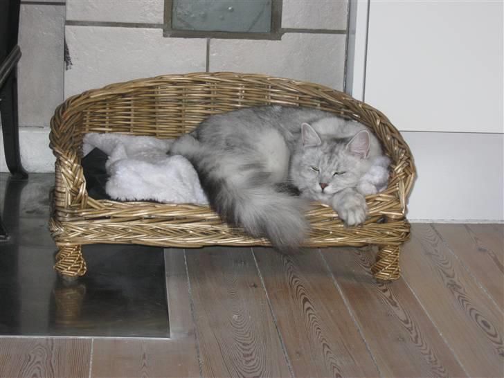 Blanding af racer Tess - ,,Smut nu med det kamera´´ billede 7