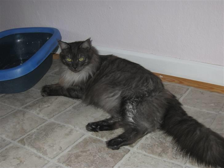 Maine Coon Toulouse - ,,Ligger og veeenter på at nogen snart fylder noget kattegrus i kattebakken´´ billede 9