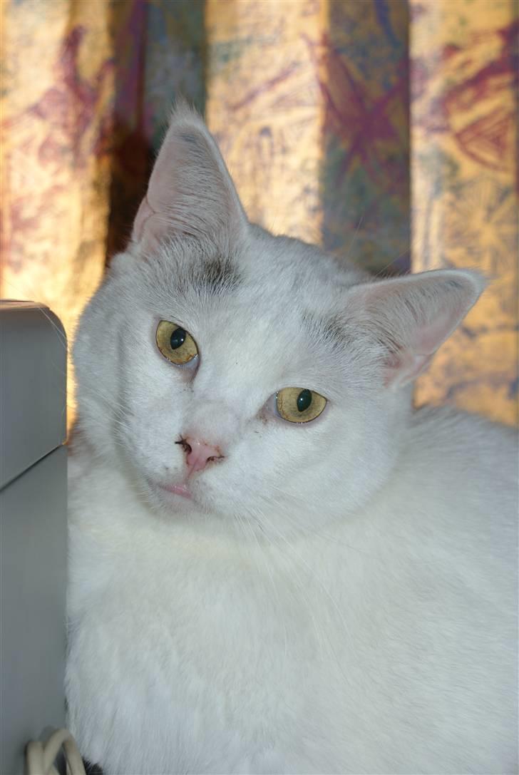 Blanding af racer Bette AKA Wannabe Garfiel - Køn, men tyk :D billede 1