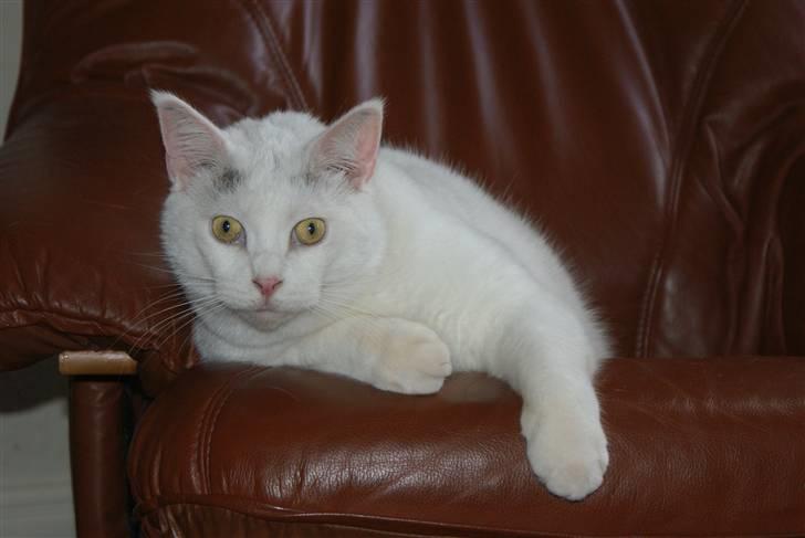 Blanding af racer Bette AKA Wannabe Garfiel - Yndlingsstol billede 3