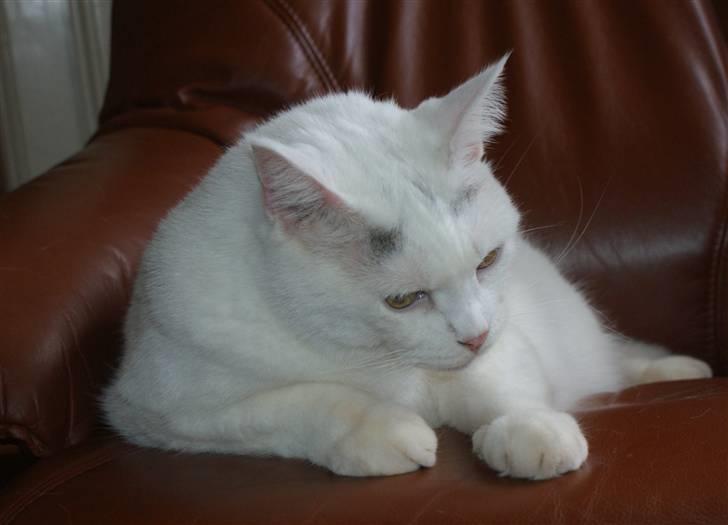 Blanding af racer Bette AKA Wannabe Garfiel billede 4