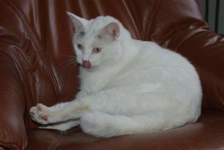 Blanding af racer Bette AKA Wannabe Garfiel billede 5