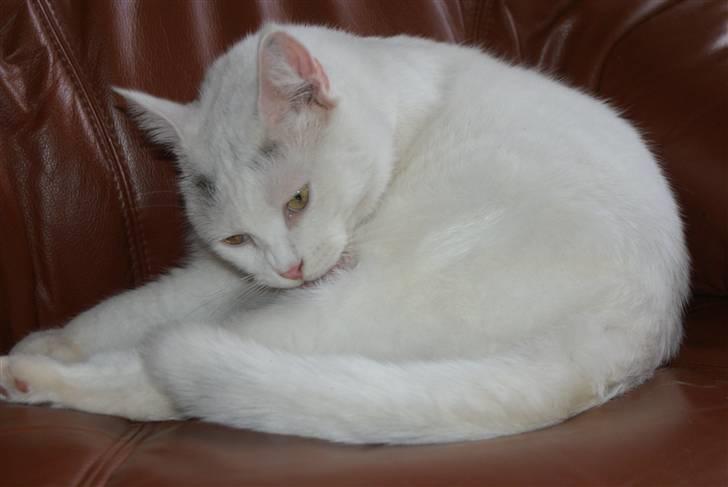 Blanding af racer Bette AKA Wannabe Garfiel billede 6